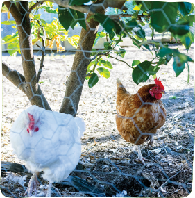 24_BA_Dec_chickens
